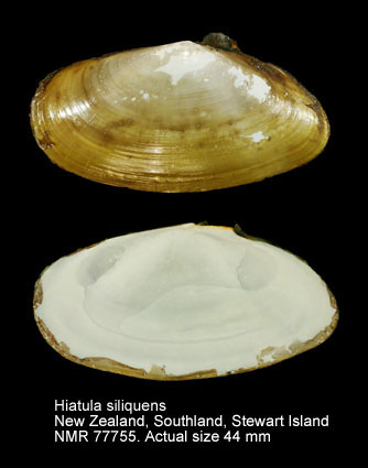Hiatula siliquens (3).jpg - Hiatula siliquens(Willan,1993)